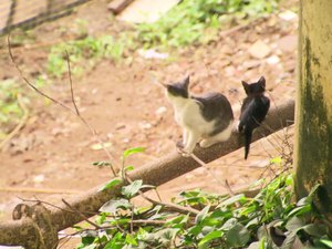 Polícia investiga morte de mais de 30 gatos em condomínio no Rio