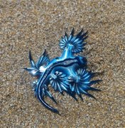 [Vídeo] Dragão azul aparece em Praia da Sereia