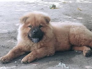 Família arapiraquense  pede ajuda para encontrar cachorro desaparecido