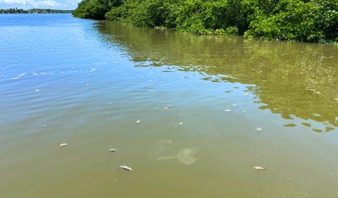 MPF discute impactos sociais da mortandade de peixes na Barra de Santo Antônio