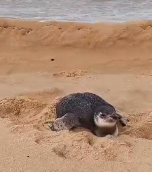 Pinguim é encontrado e resgatado na Praia do Gunga, em Roteiro