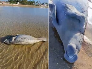 Peixe-boi é achado morto na Praia de São Bento no município de Maragogi