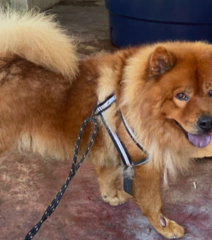 Moradores do bairro Primavera tentam encontrar tutor de cachorro perdido