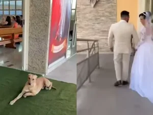 Vira-lata invade casamento e é adotado por noivos: 'História de amor'