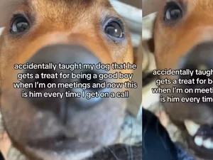 Caramelo negocia petiscos com tutora e encanta web pela inteligência