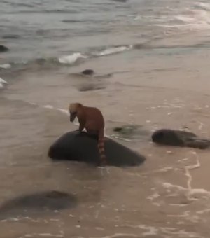 [Vídeo]: Quati é visto nadando em praia de Riacho Doce, em Maceió