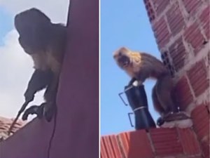Macaco-prego que furtou cafeteira é flagrado com faca e acaba capturado no RN