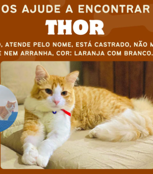 Arapiraca: Tutora de gato chamado Thor procura por animal que está desaparecido