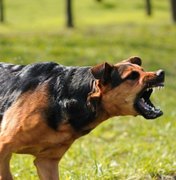 Hospital do Agreste registra aumento de casos de pessoas mordidas por cães
