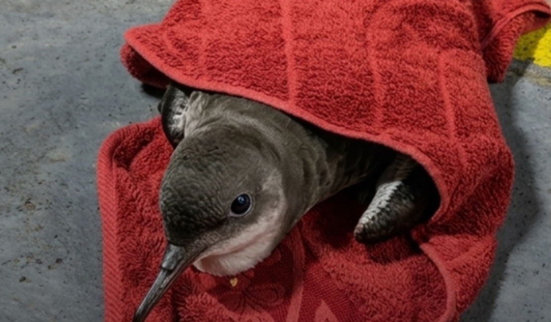 Oplit ajuda no resgate de ave marinha ferida na praia de Jatiúca, em Maceió