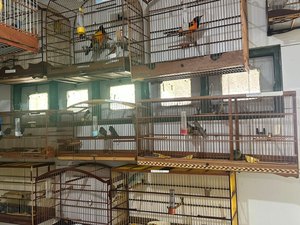 Cetas recebe aves em situação de maus-tratos após apreensão em aeroporto de Maceió