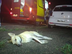 [Vídeo] Duas pessoas ficam feridas e cachorro morre após colisão 