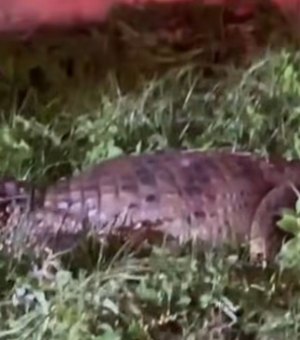 Jacaré é resgatado na Praia do Francês e encaminhado ao Ibama em Maceió