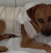 Cachorro queimado em Penedo recebe alta e precisa de um novo lar para viver