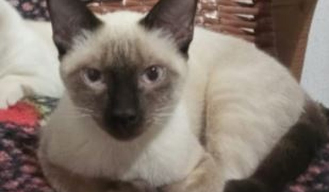 Tutor procura por gato desaparecido em Arapiraca e oferece recompensa