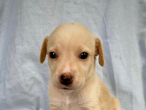 Mais de 100 cães do abrigo 'Anjos de quatros patas', em Teotônio Vilela, estão disponíveis para adoção