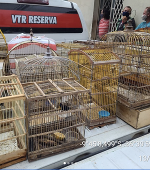 Mais de 80 pássaros silvestres são resgatados durante operação deflagrada em feira de Arapiraca