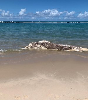 Baleia encalha e morre na Barra de São Miguel