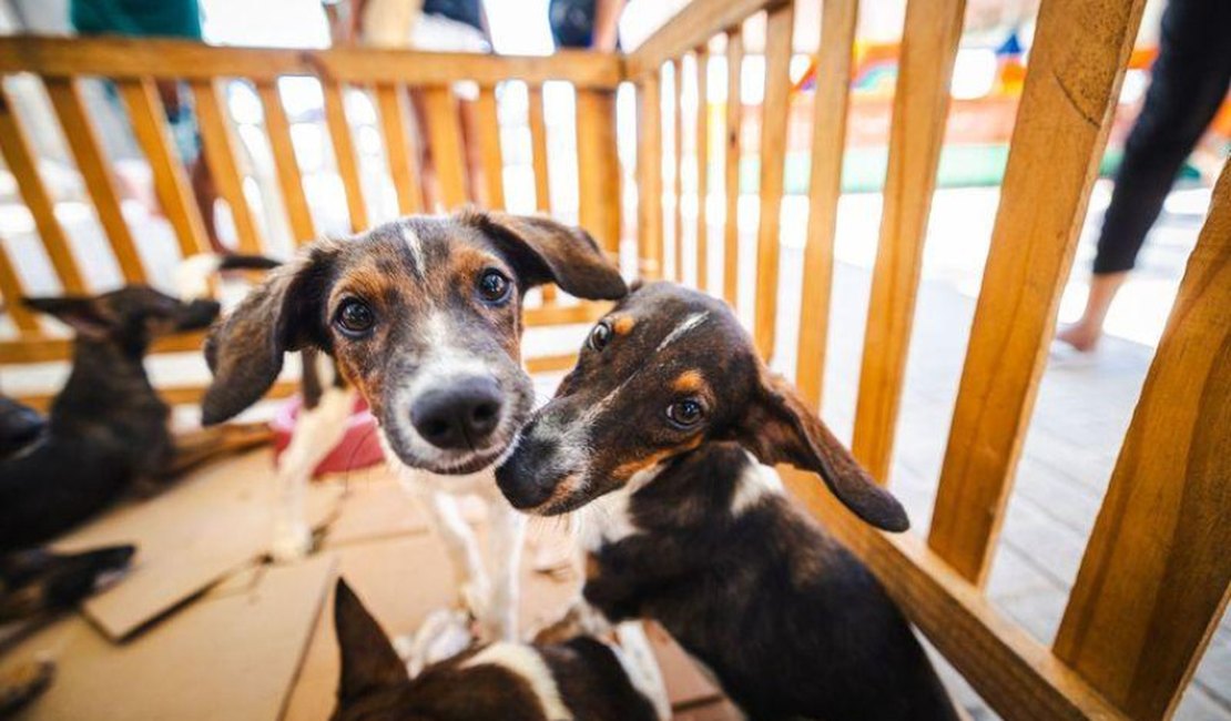 Prefeitura promove Feira de Adoção Animal neste sábado (24) em faculdade de Maceió