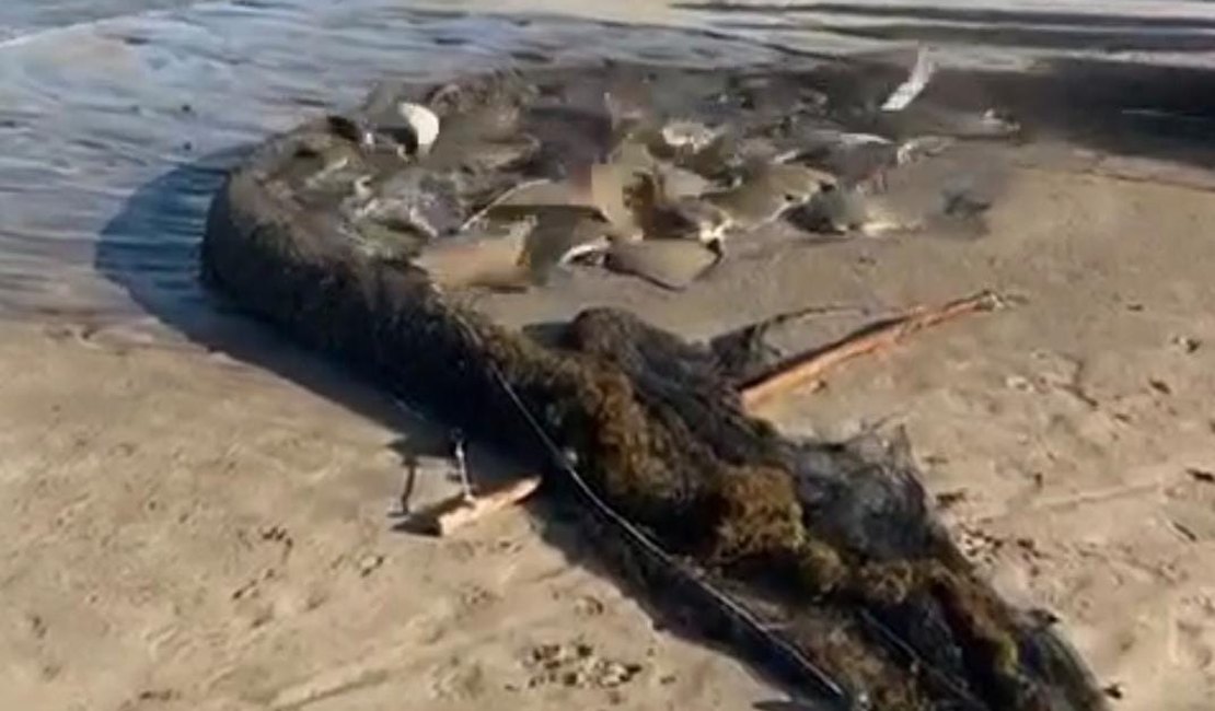 [Vídeo] Grupo de pescadores pega cardume de 30 arraias em Maragogi