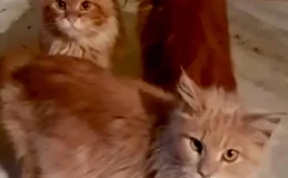 Russa é comida pelos 20 gatos de estimação após morrer dentro de casa