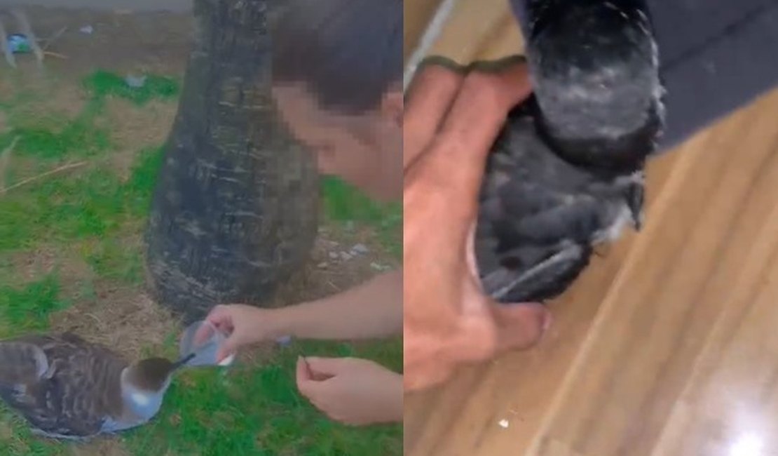 Alerta de gripe aviária: moradores voltam a ser flagrados com aves marinhas em AL