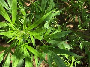 Após denúncia anônima, polícia apreende pés de maconha no bairro do Poço