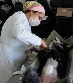 Neafa realiza mutirão para castração de cães e gatos neste sábado (08)