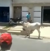 Boi invade residência e causa susto em União dos Palmares