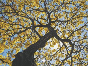 Estação da primavera inicia nesta sexta (22) com menos chuva e mais vento