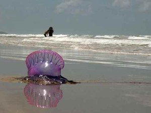 Em duas horas, nove pessoas são vítimas de caravelas na Praia do Francês