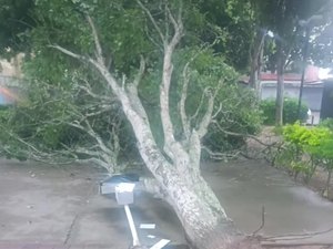 Árvore desaba na Área Verde do município de Arapiraca