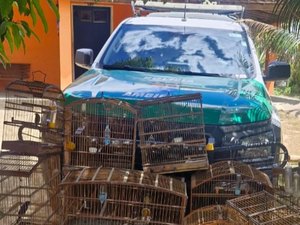 Operação da PM em Ibateguara apreende armas de fogo, munições e aves silvestres