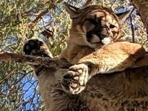 Bombeiros 'resgatam' leão da montanha do topo de árvore na Califórnia