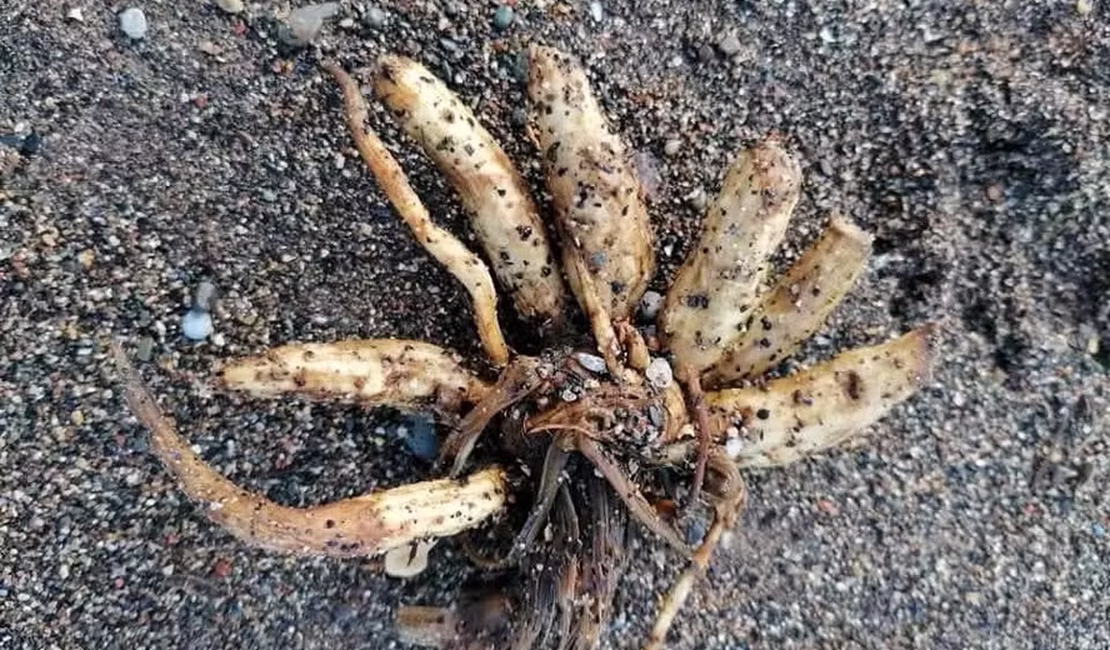 Praias são tomadas por plantas venenosas que podem matar em questão de horas