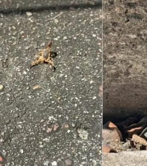 Moradora de SC encontra escorpião mais venenoso da América do Sul