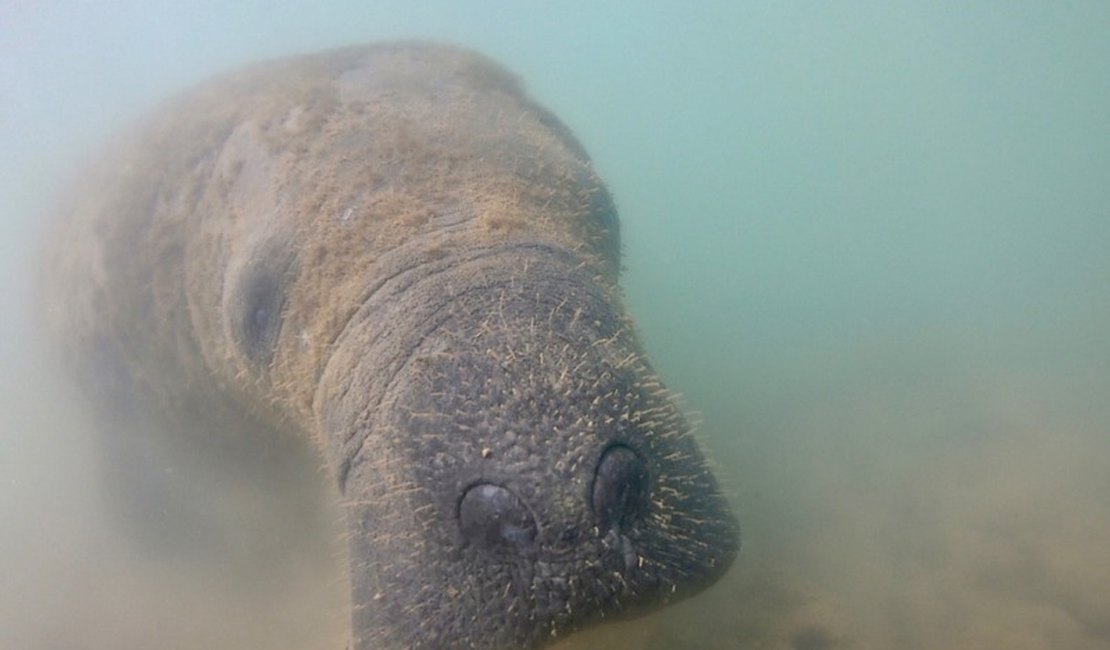 Laudos sobre mortes de peixes-bois em Porto de Pedras apontam contaminação
