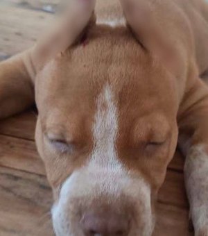 Homem é indiciado por anunciar 'serviço' de corte de orelhas de cães em Maceió