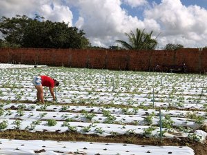 Prefeitura e Embrapa executam projeto para cultivo de tomate híbrido em Arapiraca