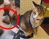 Ministério Público denuncia e pede prisão dos acusados da morte da gata Camila