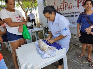 Em Penedo: Programa Castra Pet realiza castração de 40 cães e gatos