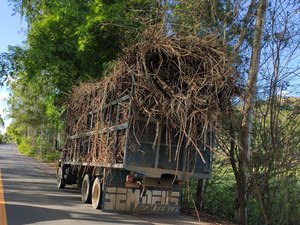Adolescente é flagrado dirigindo caminhão transportador de cana