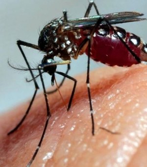 Brasil vive tríplice epidemia de vírus transmitidos pelo Aedes aegypti