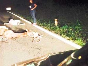 Cavaleiro morre atropelado na BR-101