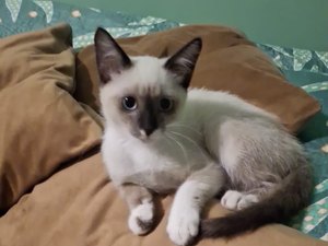 Gata de apoio emocional para idoso com depressão desaparece em Arapiraca