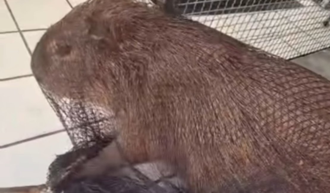 Capivara ferida é encontrada e resgatada no bairro Pinheiro, em Maceió
