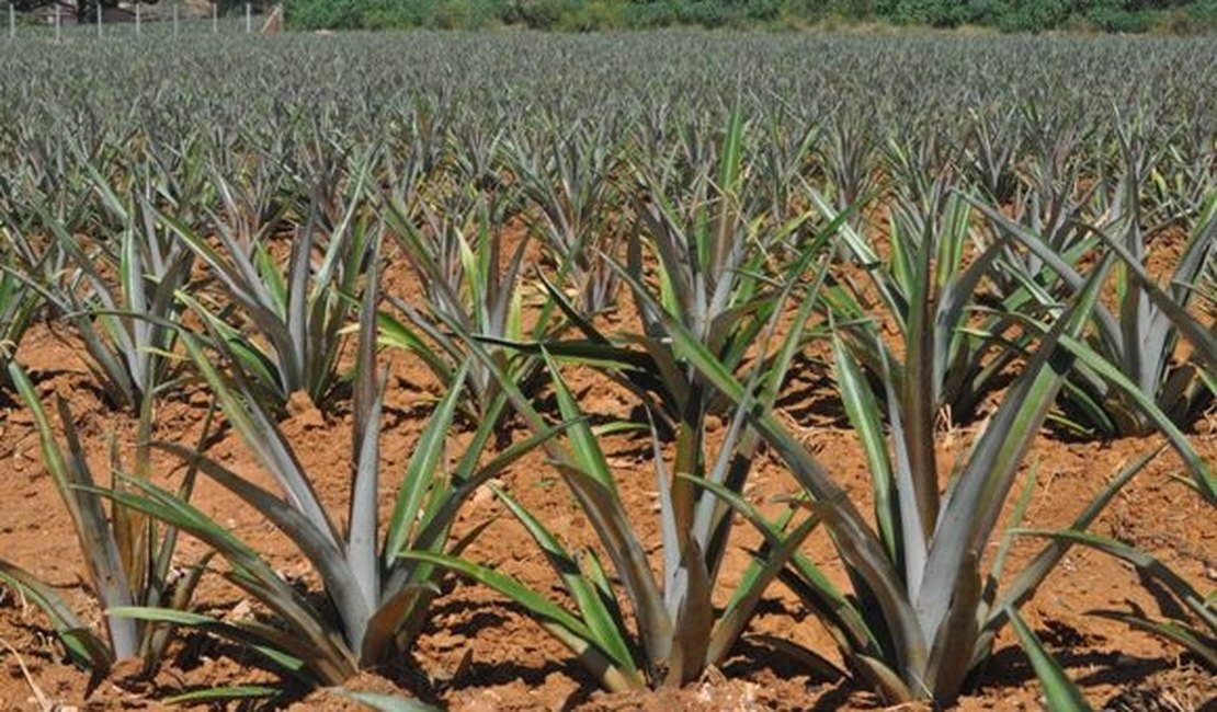 APL Fruticultura no Agreste ganha primeira unidade demonstrativa