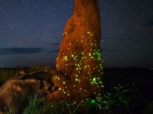 Brasileiro acusado de usar tamanduá empalhado em foto perde prêmio internacional