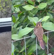 Filhote de beija-flor cria laço com jornalista e cenas encantam a web