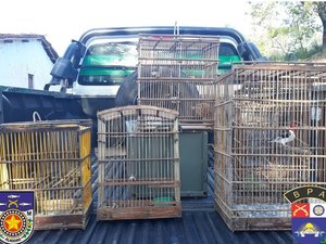 Polícia Ambiental apreende pássaros em cativeiro sem autorização